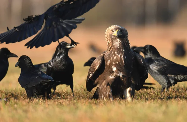 Κλείνω Πάνω Θέα Της Golden Eagle Στο Φυσικό Περιβάλλον — Φωτογραφία Αρχείου