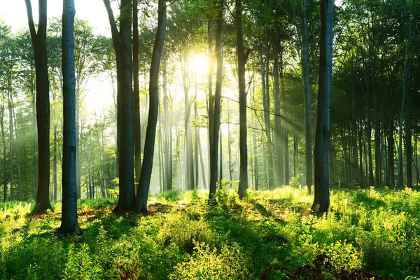Mooie Ochtend Met Zonnestralen Het Bos — Stockfoto