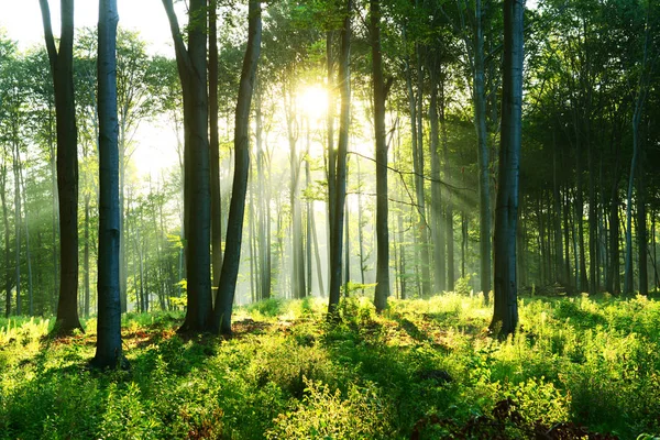 Beautiful Morning Sunbeams Forest — Stock Photo, Image