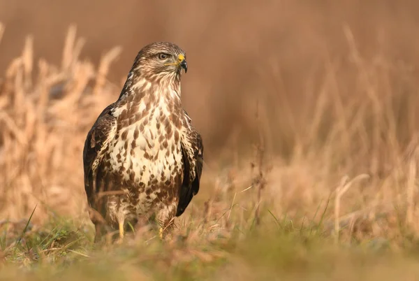 Vista Perto Buzzard Comum Habitat Natural — Fotografia de Stock