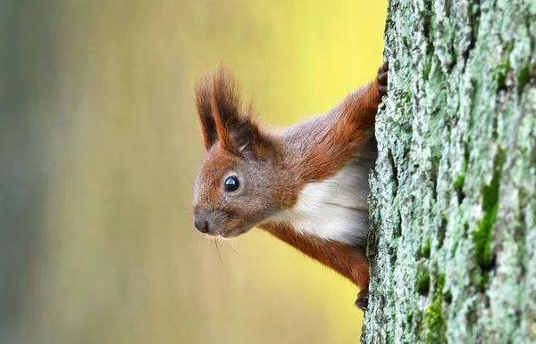 Nahaufnahme Von Entzückenden Roten Eichhörnchen — Stockfoto