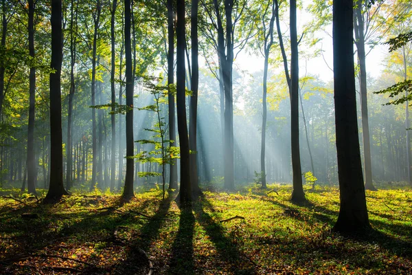 Schöner Morgen Mit Sonnenstrahlen Wald — Stockfoto