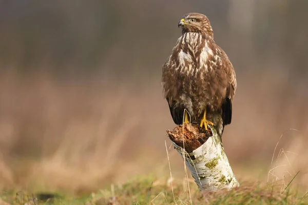 Zbliżenie Myszołów Naturalnym Środowisku — Zdjęcie stockowe