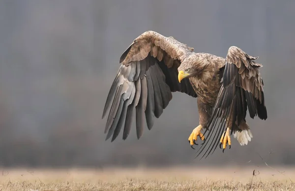 Beyaz Kuyruklu Kartal Görünümünü Kapat — Stok fotoğraf