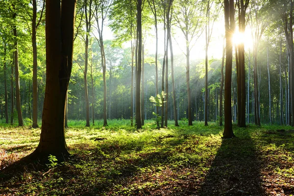 Vacker Morgon Med Solstrålar Skogen — Stockfoto