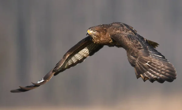 Buzzard Comum Voando Habitat Natural — Fotografia de Stock