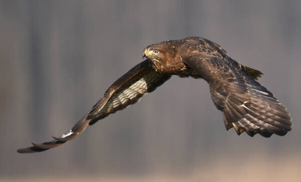 Common buzzard flying in natural habitat