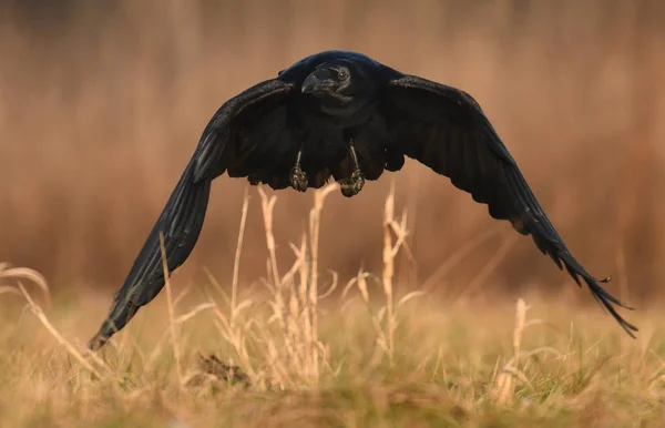 Загальні Ворона Летить Природному Середовищі Існування — стокове фото