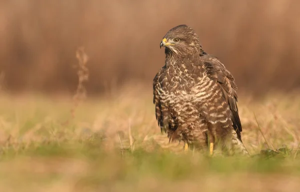 Vista Perto Buzzard Comum Habitat Natural — Fotografia de Stock