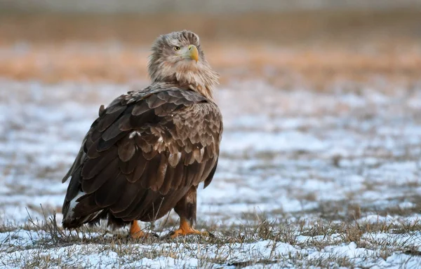 Close up view of white tailed Eagle