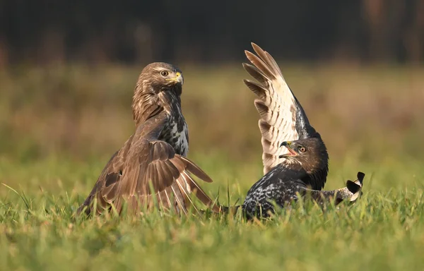 Common Buzzards Fighting Meadow — Stock Photo, Image