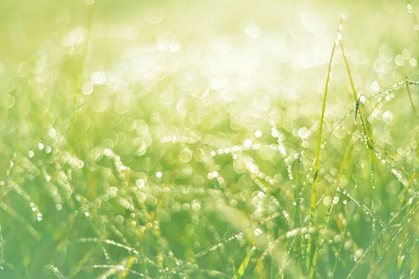 露朝日光春背景で緑の草 — ストック写真
