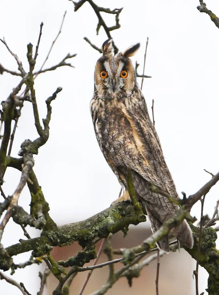 Close View Long Eared Owl — Stock Photo, Image