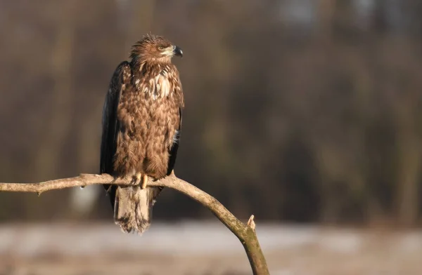 Close View White Tailed Eagle — Stock Photo, Image