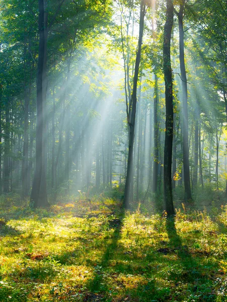 Bela Manhã Com Raios Sol Floresta — Fotografia de Stock