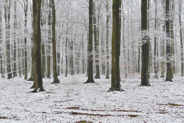 Krásný Zimní Les Pokrytý Sněhem — Stock fotografie