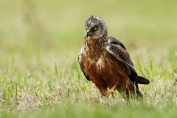 Vista Vicino Dell Albanella Paludosa Nell Habitat Naturale — Foto Stock