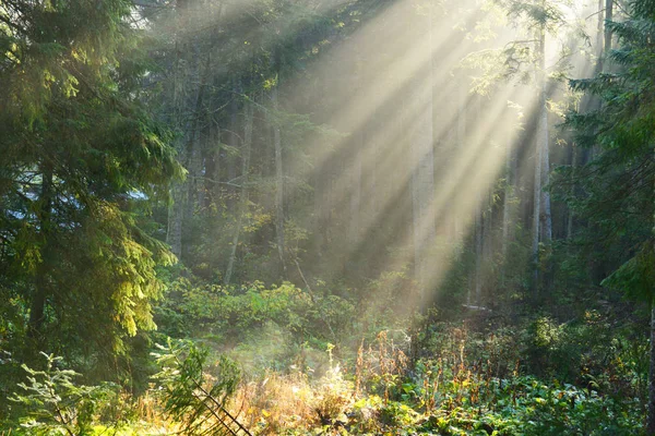 Hermosa Mañana Con Rayos Sol Bosque —  Fotos de Stock