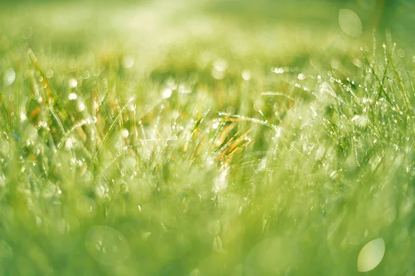 選択的なフォーカスを持つ春草背景 — ストック写真
