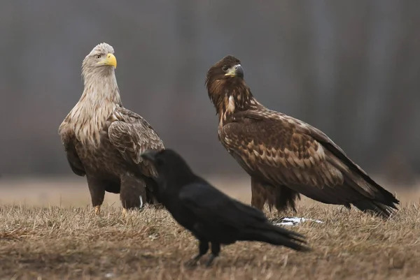 White Tailed Eagles Natural Habitat — Stock Photo, Image