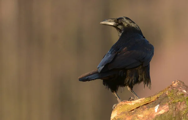 Κλείνω Πάνω Θέα Της Κοινής Raven Στο Φυσικό Περιβάλλον — Φωτογραφία Αρχείου