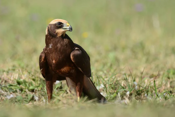 Vue Rapprochée Busard Des Marais Dans Habitat Naturel — Photo