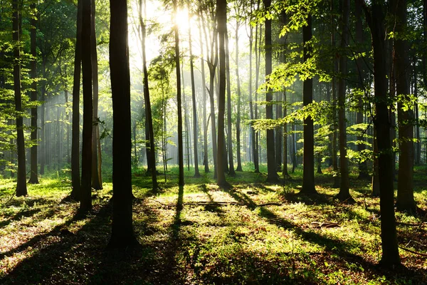 Bela Manhã Com Raios Sol Floresta — Fotografia de Stock