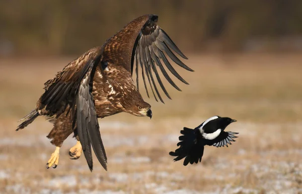 Doğal Ortamında Uçan Kartal Beyaz Kuyruklu — Stok fotoğraf