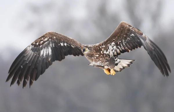 Vit Tailed Eagle Flyger Naturliga Livsmiljö — Stockfoto