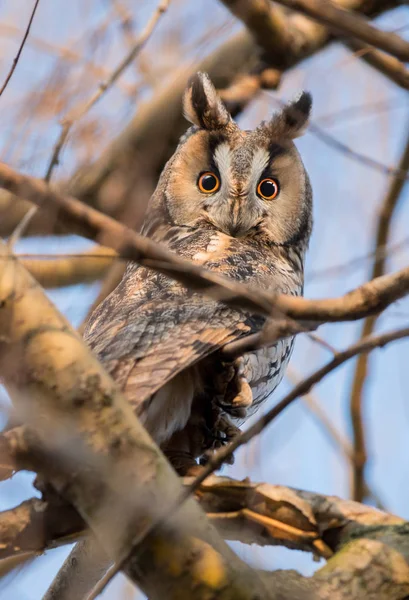 トラフズクのクローズ アップ表示 — ストック写真