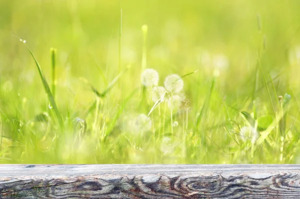 Frühlingshintergrund Bereit Für Ihre Montagen — Stockfoto