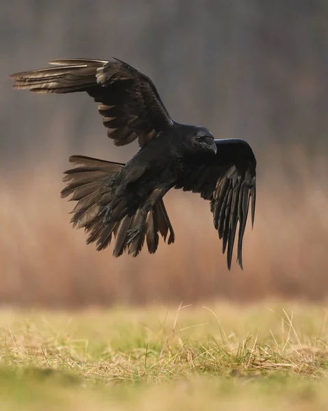 Corvo Comune Che Vola Habitat Naturale — Foto Stock