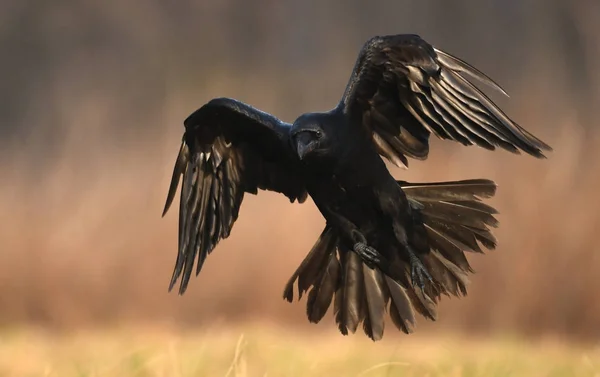 Common Raven flying in natural habitat