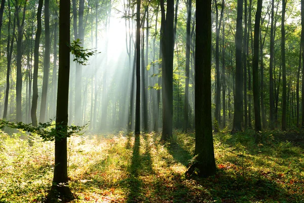 Schöner Morgen Mit Sonnenstrahlen Wald — Stockfoto