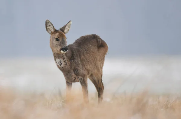 Roe Deer Stojí Zasněženou Louku — Stock fotografie