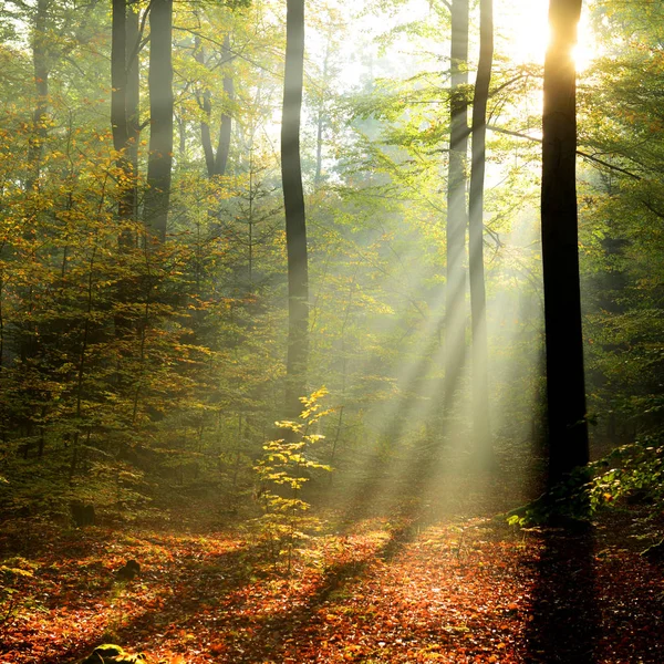 Bella Mattina Con Raggi Sole Nella Foresta — Foto Stock