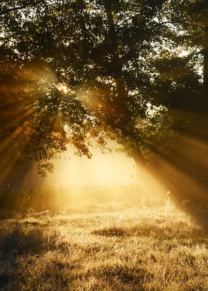 Gyönyörű Reggel Őszi Erdőben — Stock Fotó