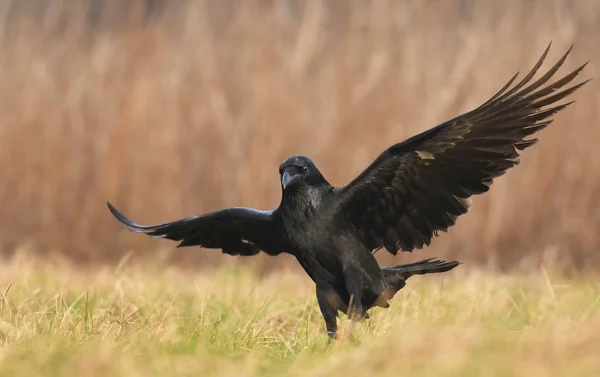 Rabenflug Natürlichem Lebensraum — Stockfoto