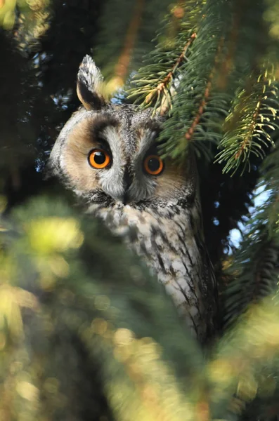 Close View Long Eared Owl — Stock Photo, Image