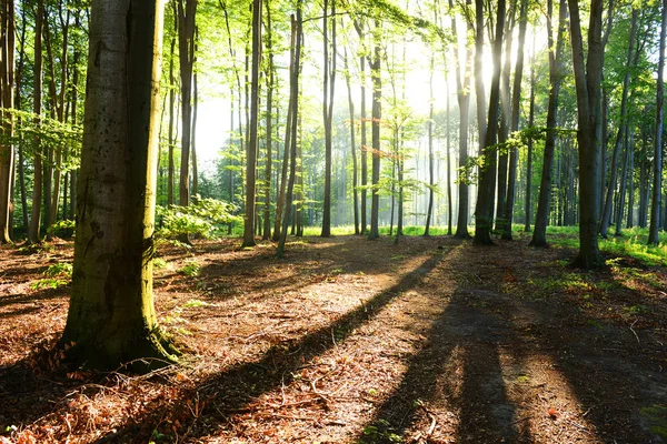 Bella Mattina Con Raggi Sole Nella Foresta — Foto Stock