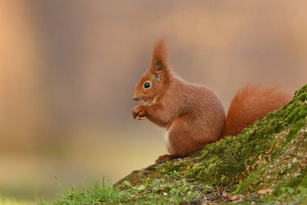 Red Squirrel Close — Stock Photo, Image