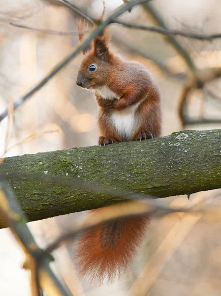 Close View Adorable Red Squirrel — Stock Photo, Image