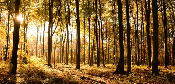 秋の森の中の美しい朝 — ストック写真