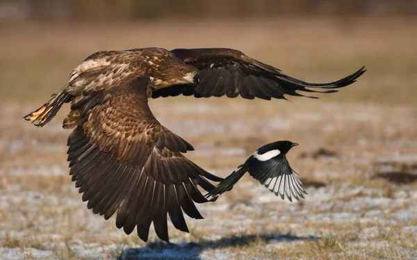 Seeadler Fliegen Natürlichem Lebensraum — Stockfoto