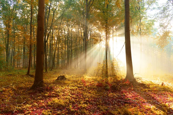 Vackra Solsken Höstlig Skog Morgon — Stockfoto