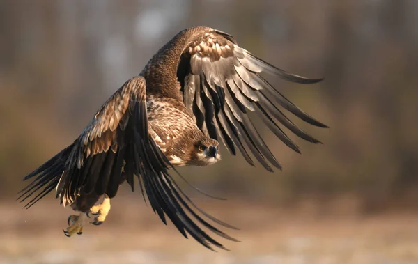 Águila Cola Blanca Volando Hábitat Natural — Foto de Stock