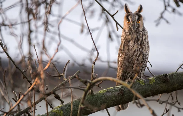 トラフズクのクローズ アップ表示 — ストック写真