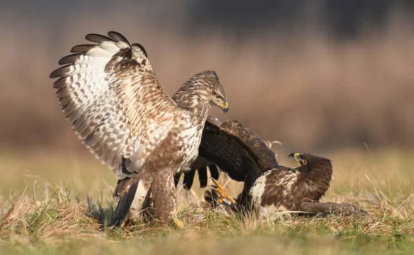 Buzzards Comuns Lutando Close — Fotografia de Stock