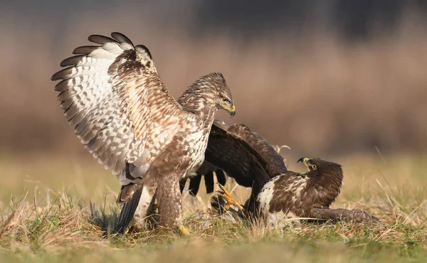 Buizerds Vechten Close — Stockfoto