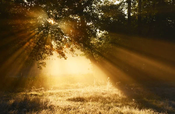 秋天森林里美丽的早晨 — 图库照片